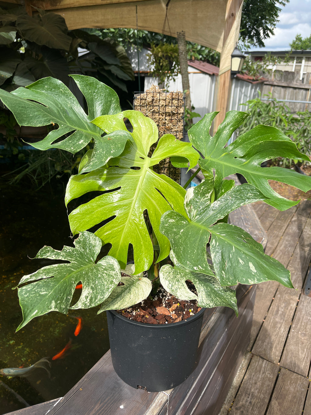 Example Plant Growth
